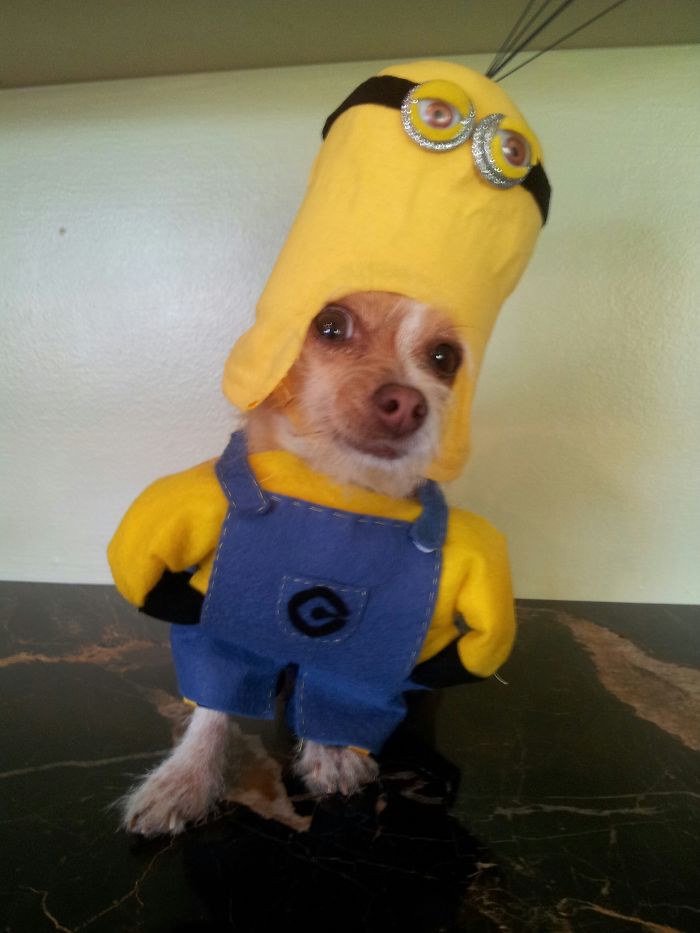 151 Terrifyingly Cute Halloween Costumes For Pets