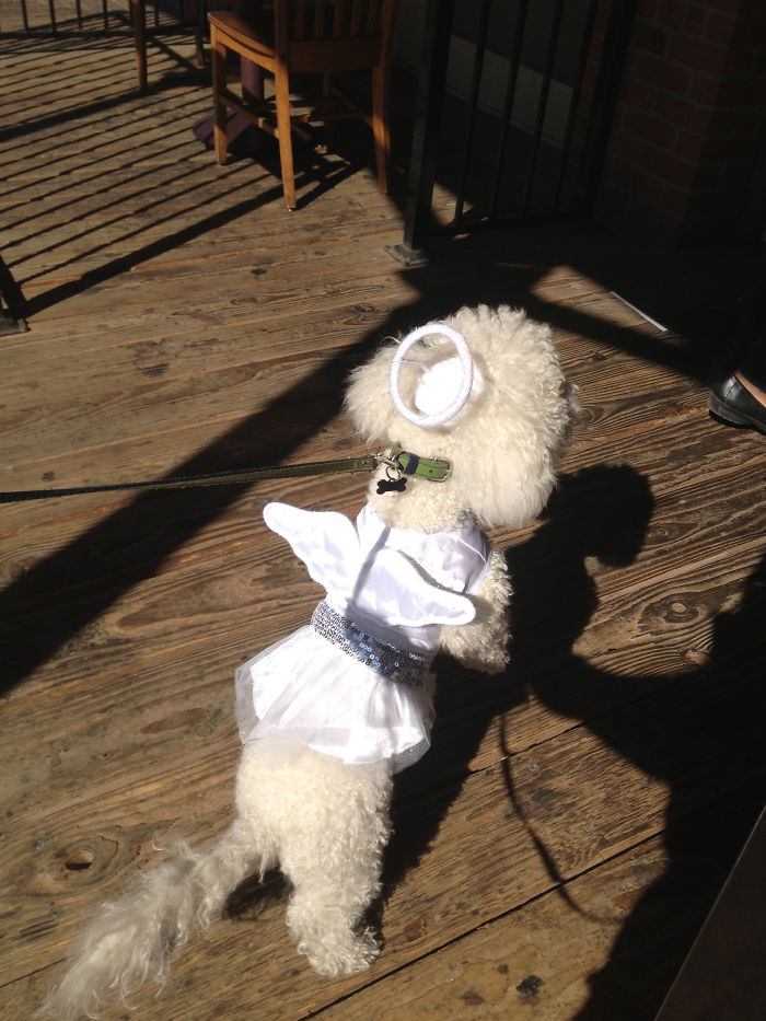 151 Terrifyingly Cute Halloween Costumes For Pets