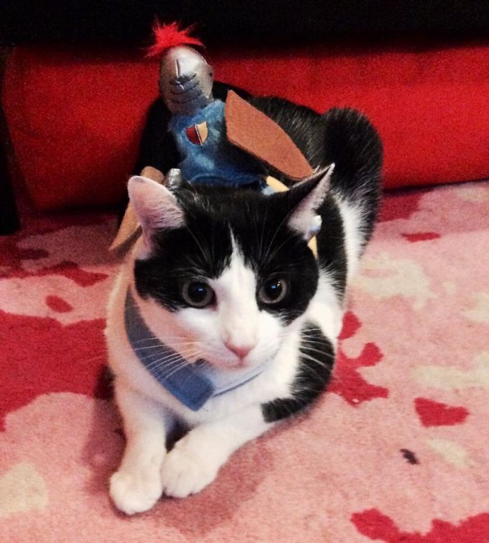 151 Terrifyingly Cute Halloween Costumes For Pets