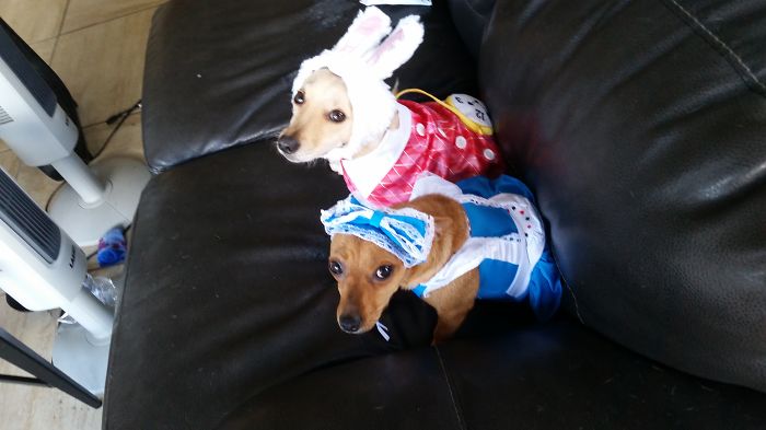 151 Terrifyingly Cute Halloween Costumes For Pets