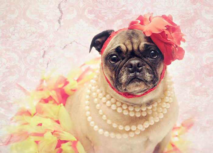 151 Terrifyingly Cute Halloween Costumes For Pets