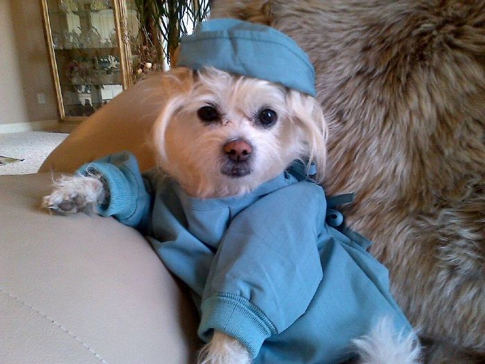 151 Terrifyingly Cute Halloween Costumes For Pets