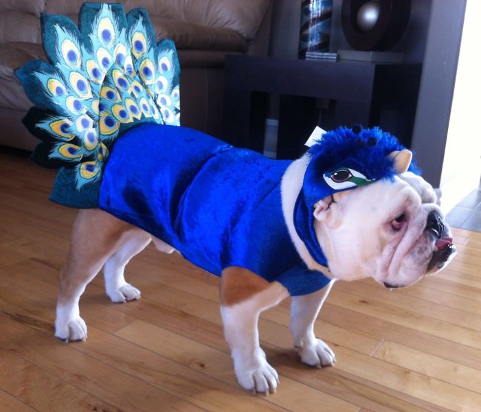 151 Terrifyingly Cute Halloween Costumes For Pets