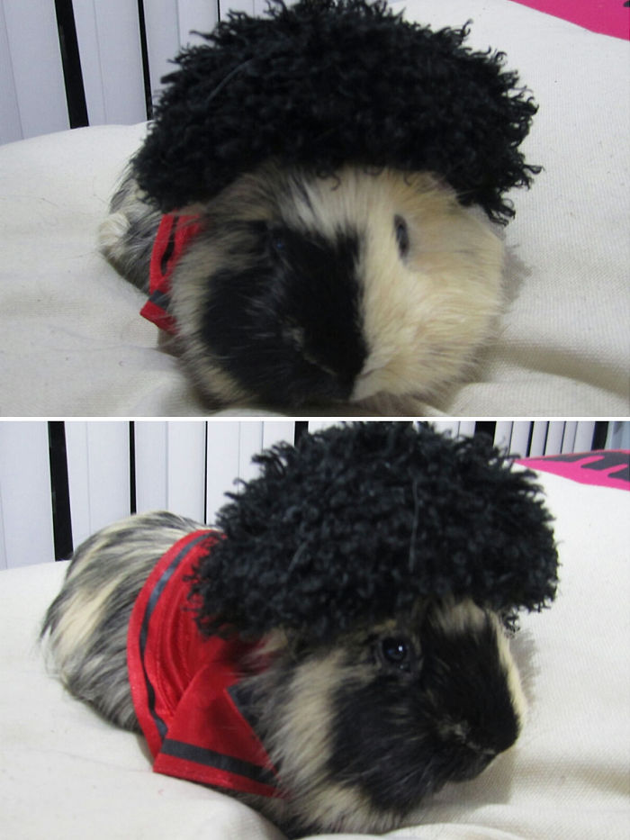 151 Terrifyingly Cute Halloween Costumes For Pets