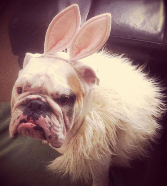 151 Terrifyingly Cute Halloween Costumes For Pets