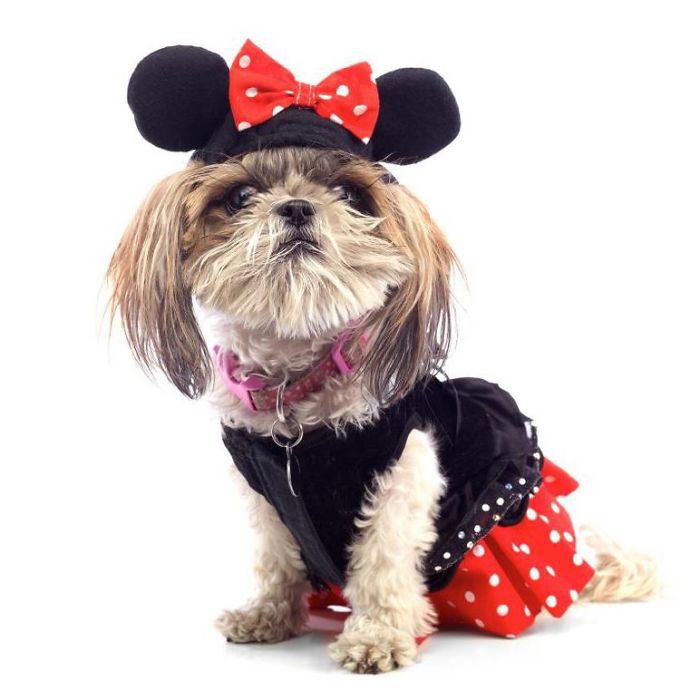 151 Terrifyingly Cute Halloween Costumes For Pets
