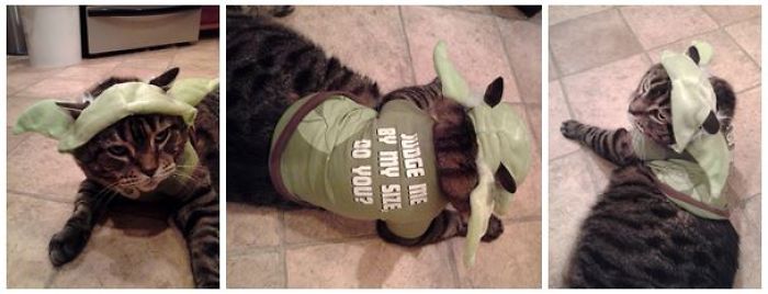 151 Terrifyingly Cute Halloween Costumes For Pets