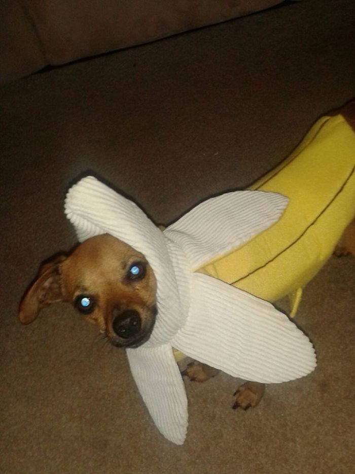 151 Terrifyingly Cute Halloween Costumes For Pets