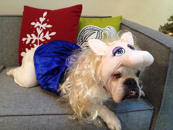 151 Terrifyingly Cute Halloween Costumes For Pets