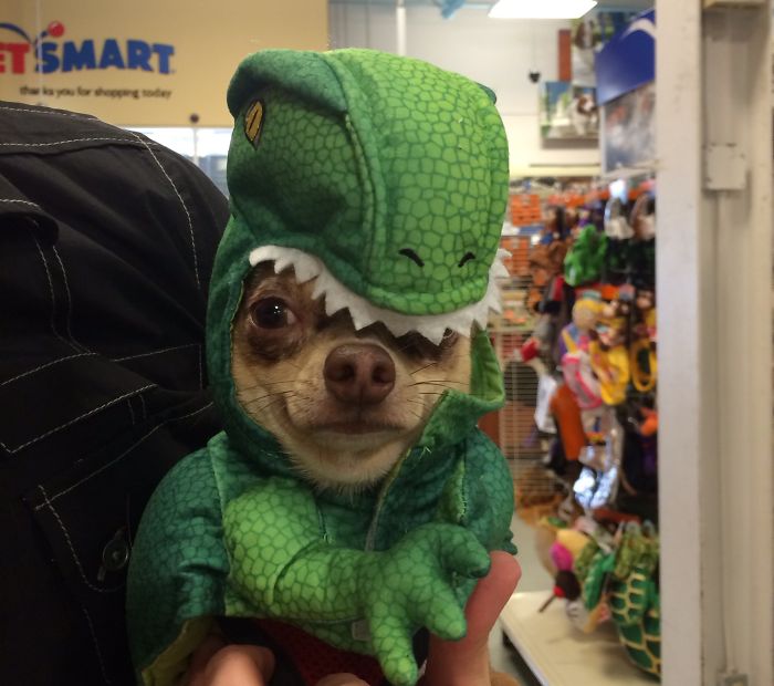 151 Terrifyingly Cute Halloween Costumes For Pets