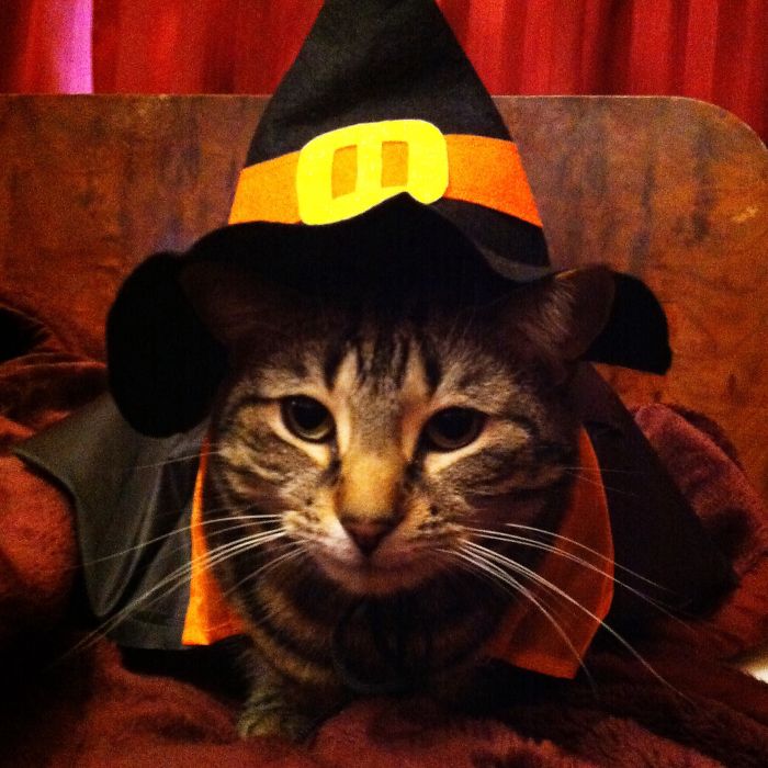 151 Terrifyingly Cute Halloween Costumes For Pets