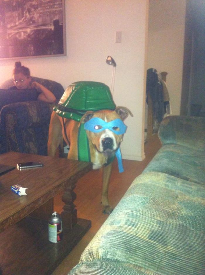 151 Terrifyingly Cute Halloween Costumes For Pets