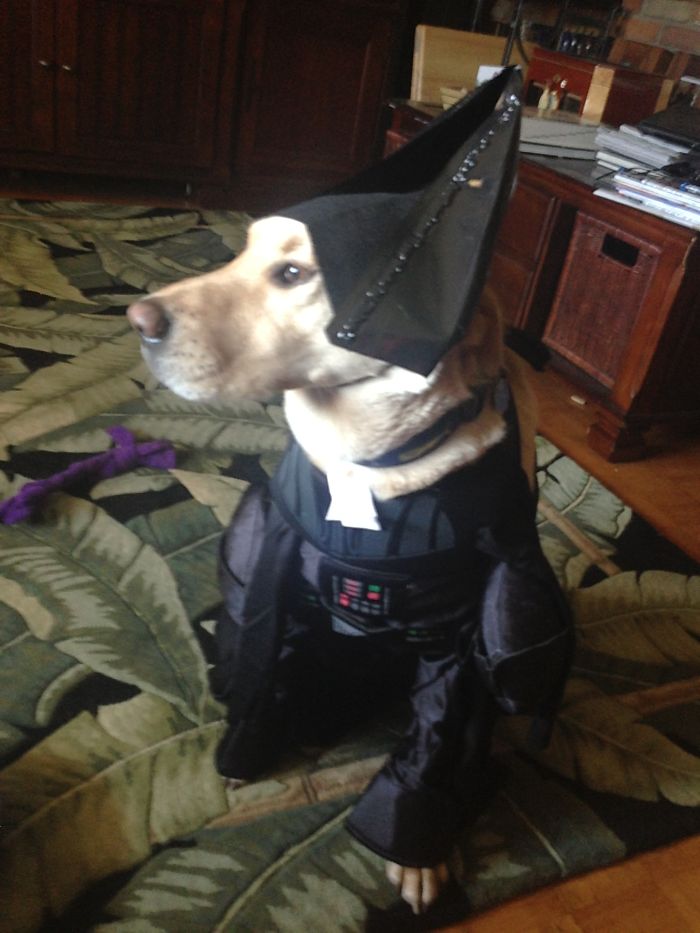 151 Terrifyingly Cute Halloween Costumes For Pets