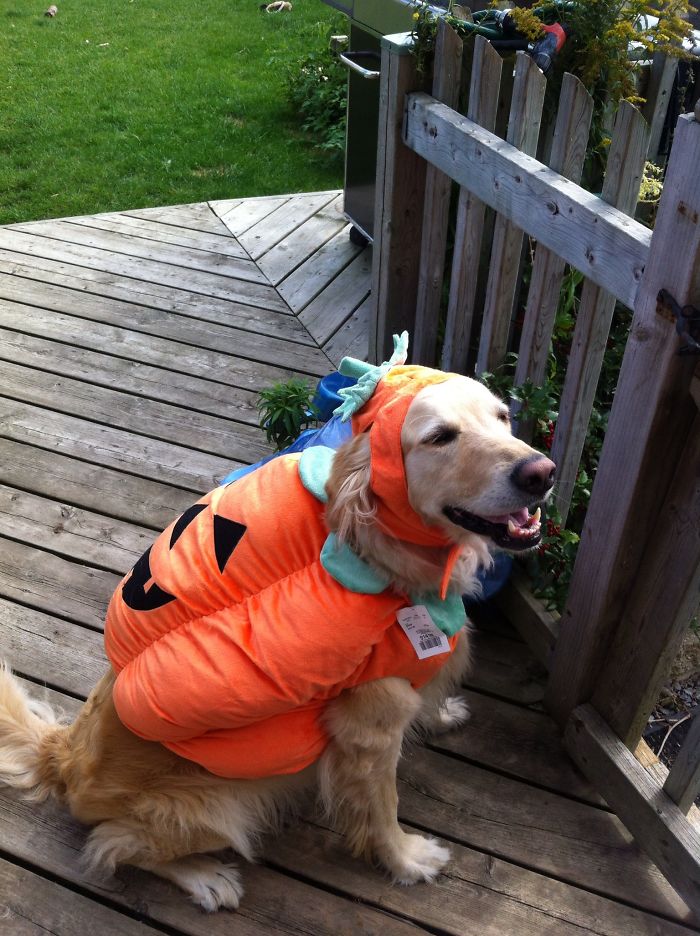 151 Terrifyingly Cute Halloween Costumes For Pets