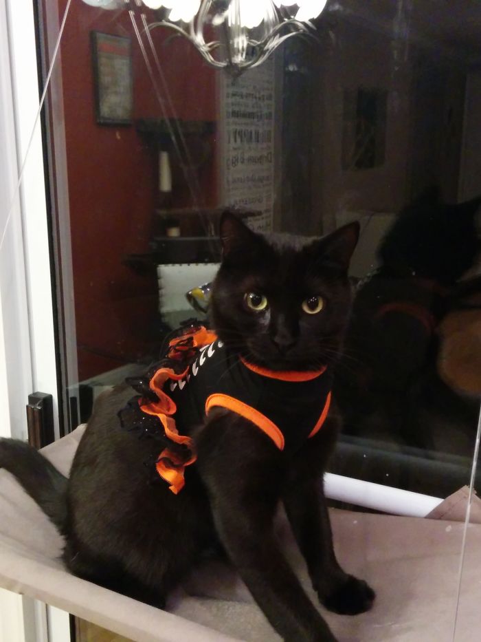 151 Terrifyingly Cute Halloween Costumes For Pets