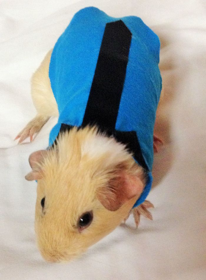 151 Terrifyingly Cute Halloween Costumes For Pets