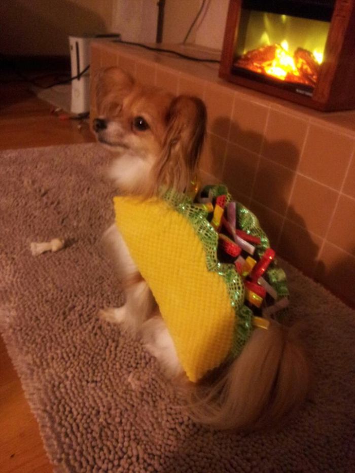 151 Terrifyingly Cute Halloween Costumes For Pets