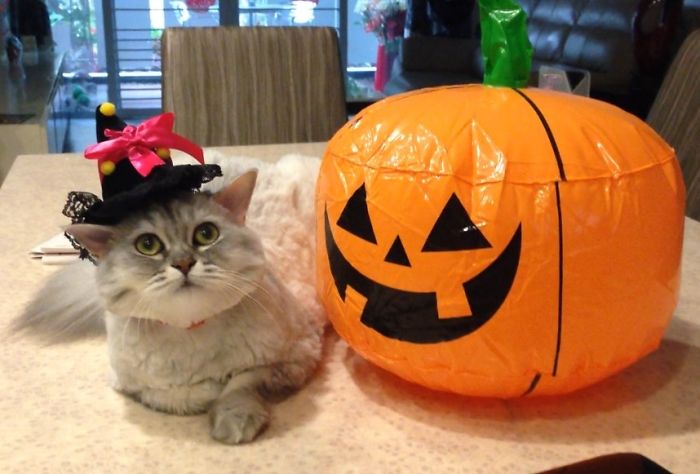 151 Terrifyingly Cute Halloween Costumes For Pets