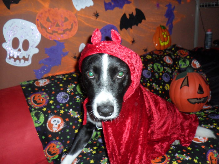 151 Terrifyingly Cute Halloween Costumes For Pets