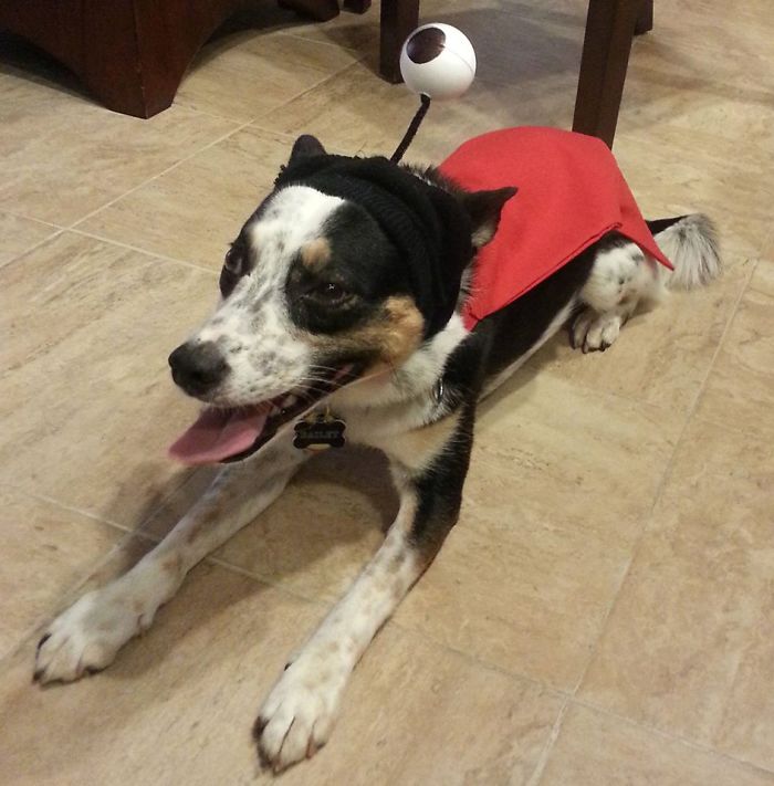 151 Terrifyingly Cute Halloween Costumes For Pets