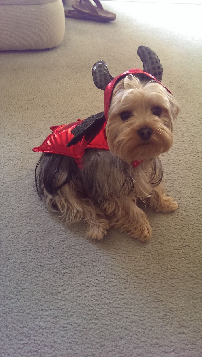 151 Terrifyingly Cute Halloween Costumes For Pets