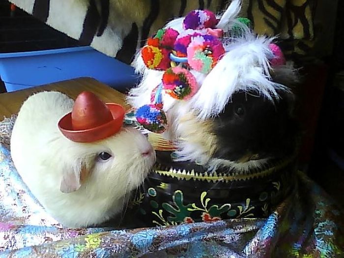 151 Terrifyingly Cute Halloween Costumes For Pets