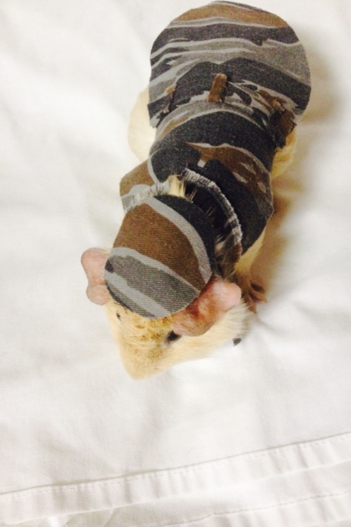 151 Terrifyingly Cute Halloween Costumes For Pets