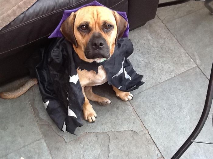 151 Terrifyingly Cute Halloween Costumes For Pets