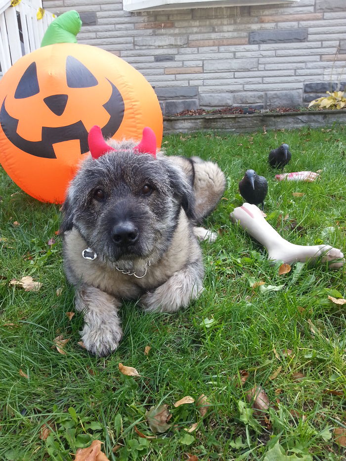 151 Terrifyingly Cute Halloween Costumes For Pets