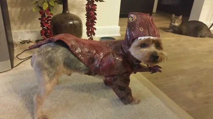 151 Terrifyingly Cute Halloween Costumes For Pets