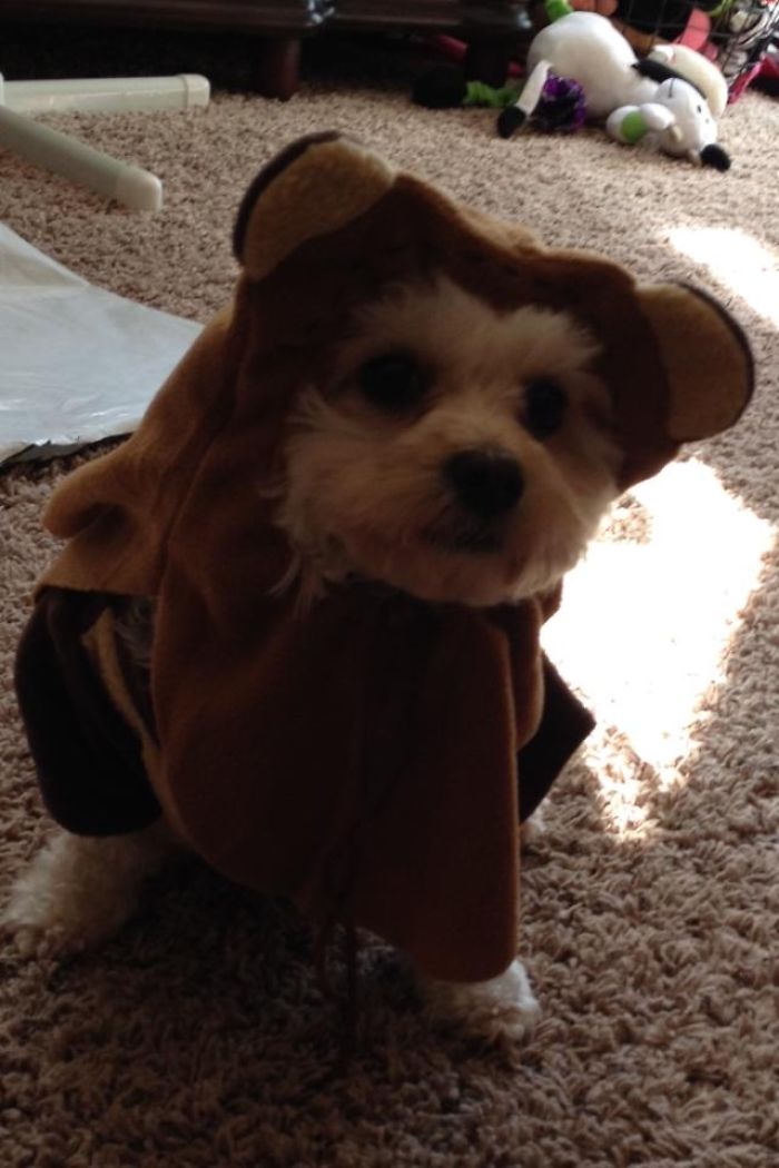 151 Terrifyingly Cute Halloween Costumes For Pets