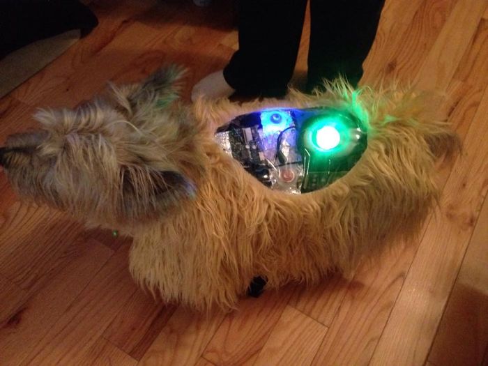 151 Terrifyingly Cute Halloween Costumes For Pets