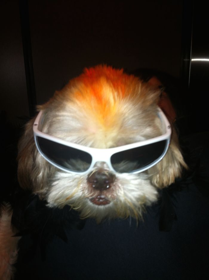 151 Terrifyingly Cute Halloween Costumes For Pets