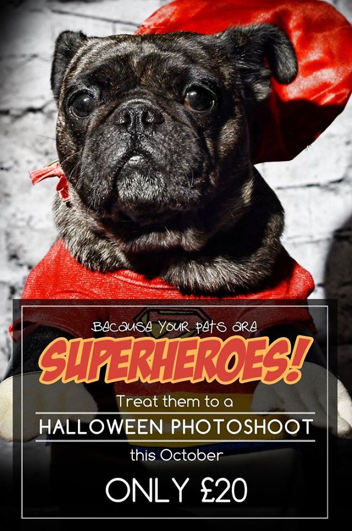 151 Terrifyingly Cute Halloween Costumes For Pets