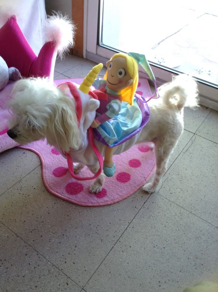 151 Terrifyingly Cute Halloween Costumes For Pets