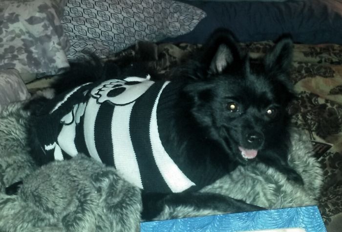 151 Terrifyingly Cute Halloween Costumes For Pets