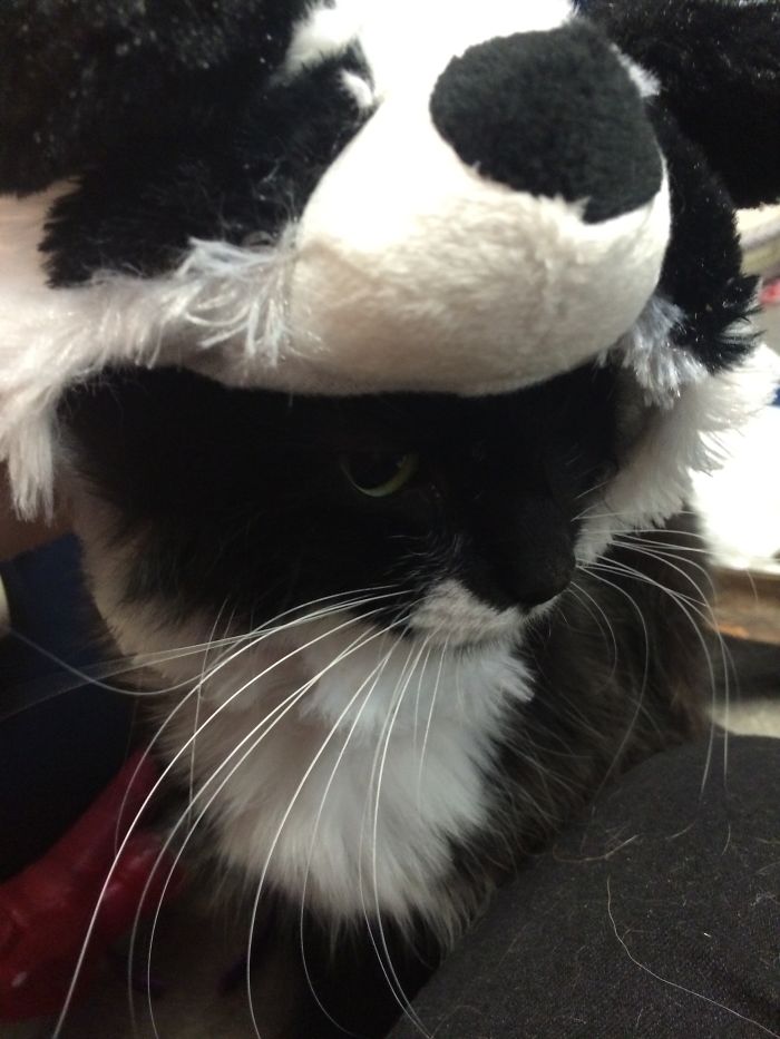 151 Terrifyingly Cute Halloween Costumes For Pets