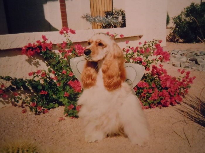 151 Terrifyingly Cute Halloween Costumes For Pets