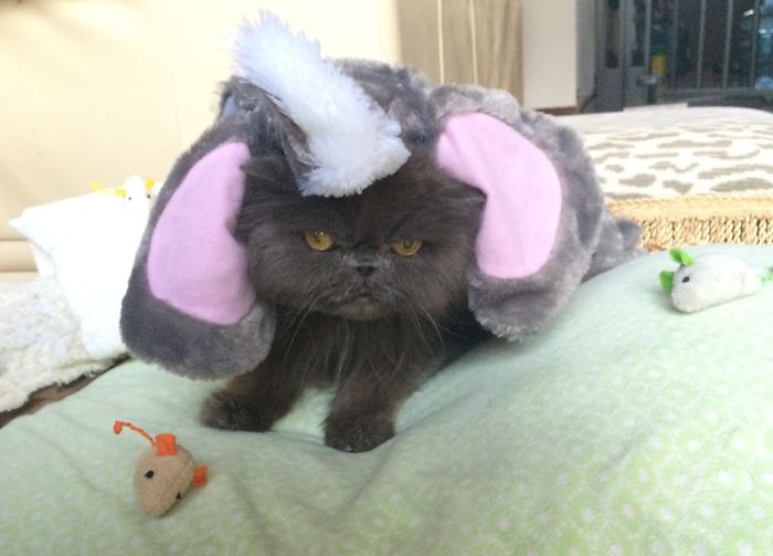 151 Terrifyingly Cute Halloween Costumes For Pets