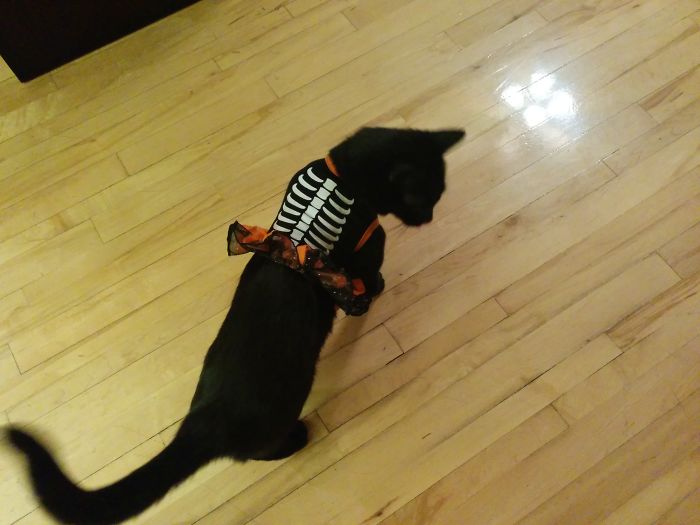 151 Terrifyingly Cute Halloween Costumes For Pets