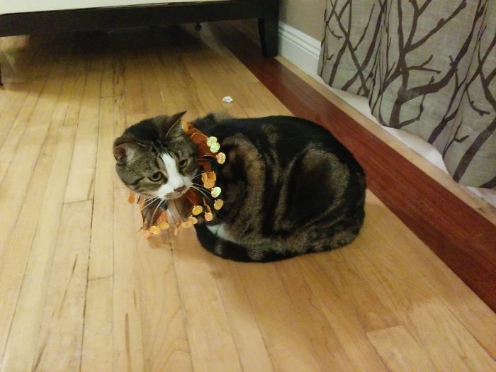 151 Terrifyingly Cute Halloween Costumes For Pets