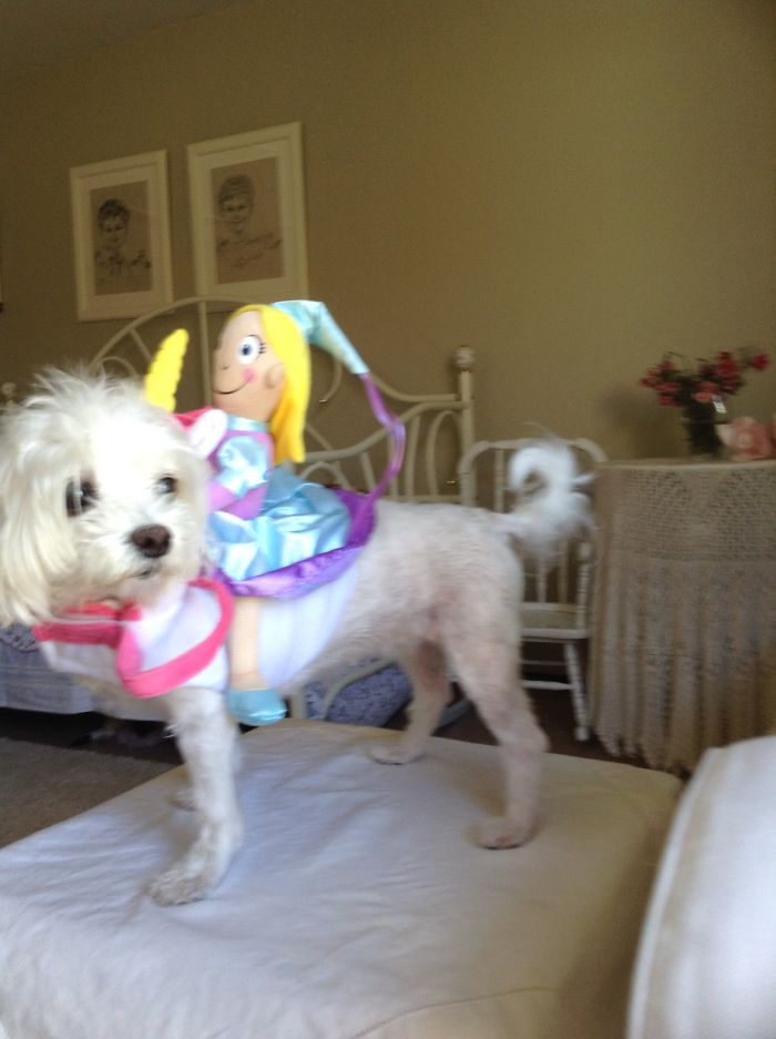 151 Terrifyingly Cute Halloween Costumes For Pets
