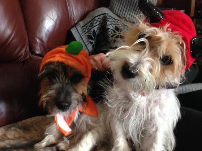151 Terrifyingly Cute Halloween Costumes For Pets