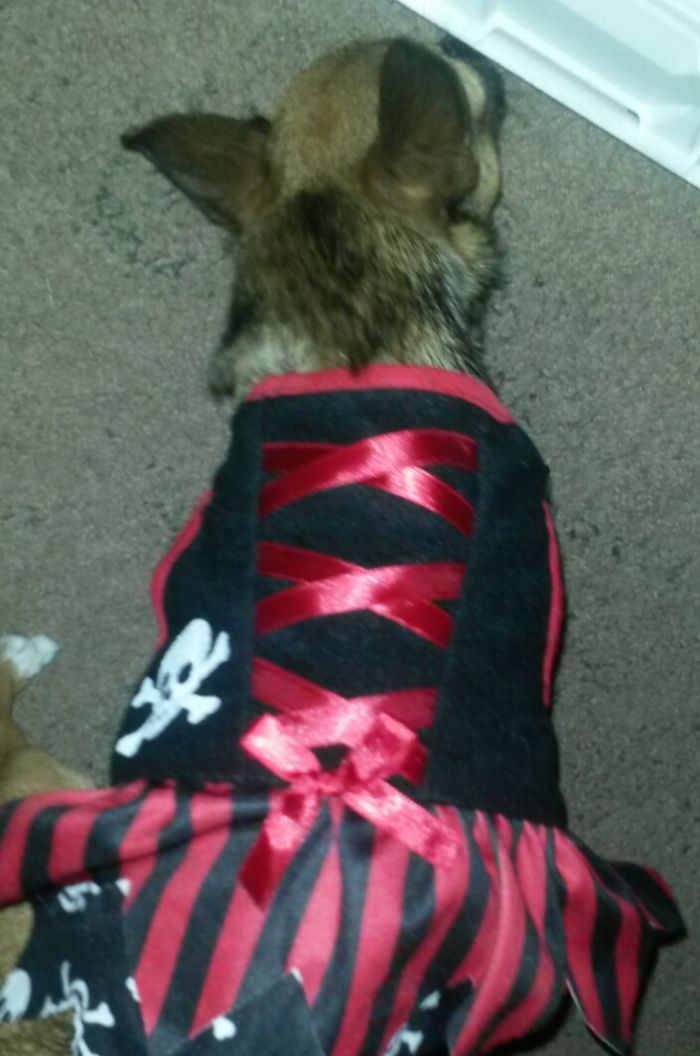 151 Terrifyingly Cute Halloween Costumes For Pets