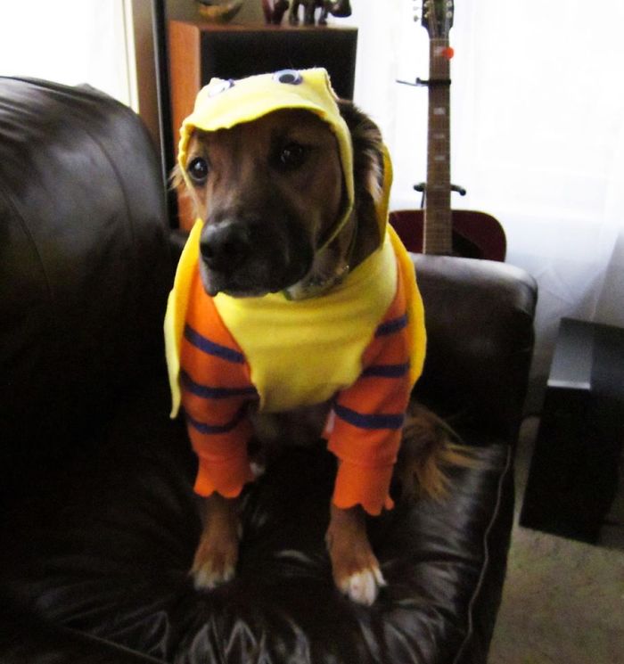 151 Terrifyingly Cute Halloween Costumes For Pets