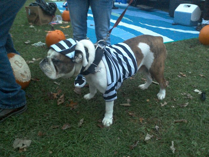 151 Terrifyingly Cute Halloween Costumes For Pets