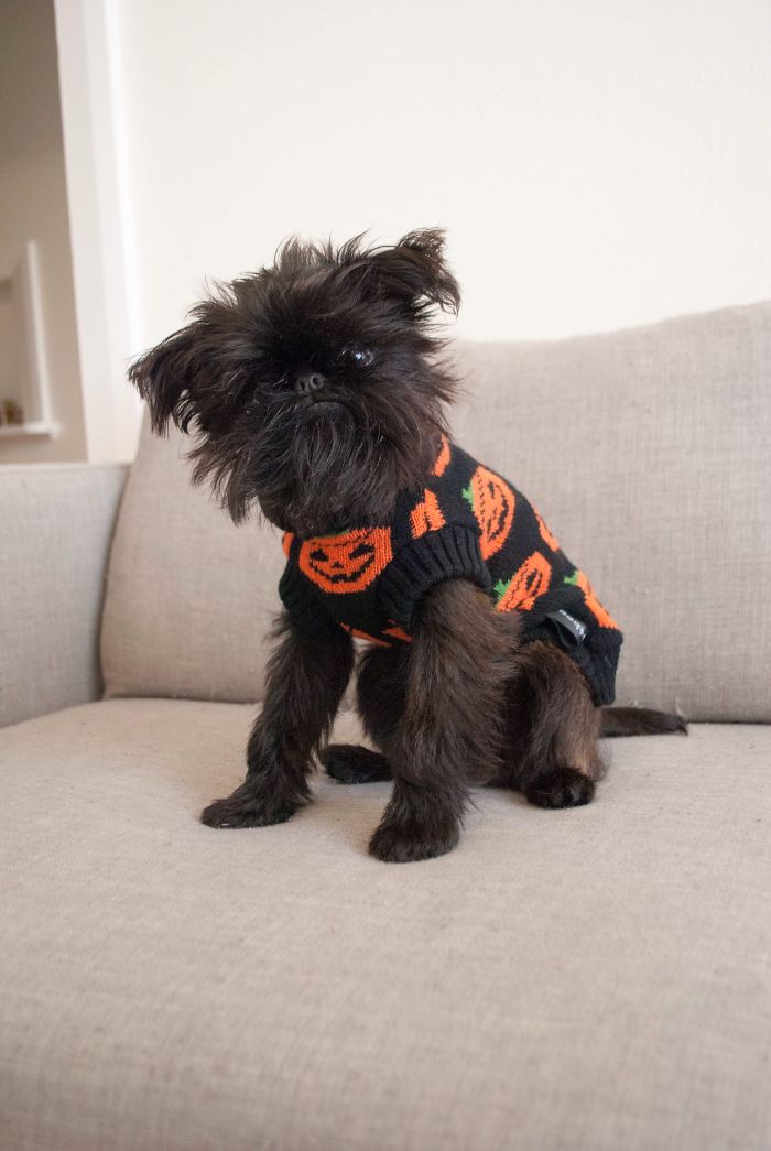 151 Terrifyingly Cute Halloween Costumes For Pets