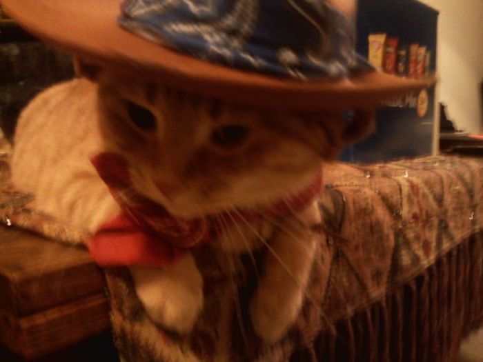 151 Terrifyingly Cute Halloween Costumes For Pets