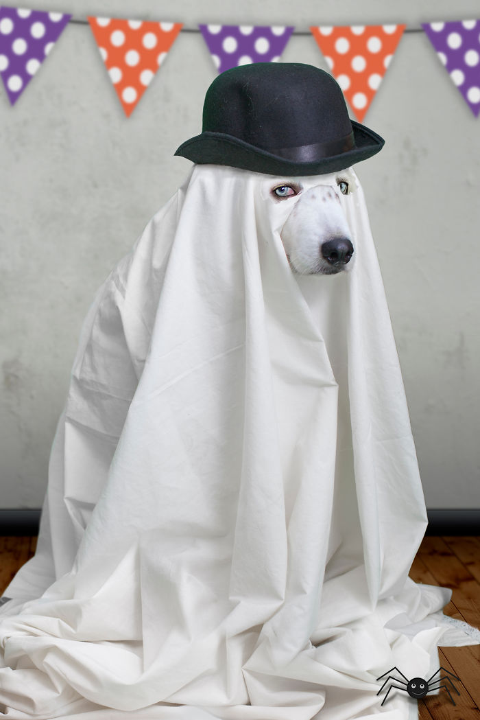 151 Terrifyingly Cute Halloween Costumes For Pets