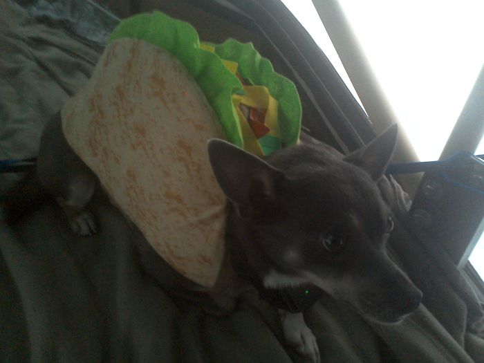 151 Terrifyingly Cute Halloween Costumes For Pets